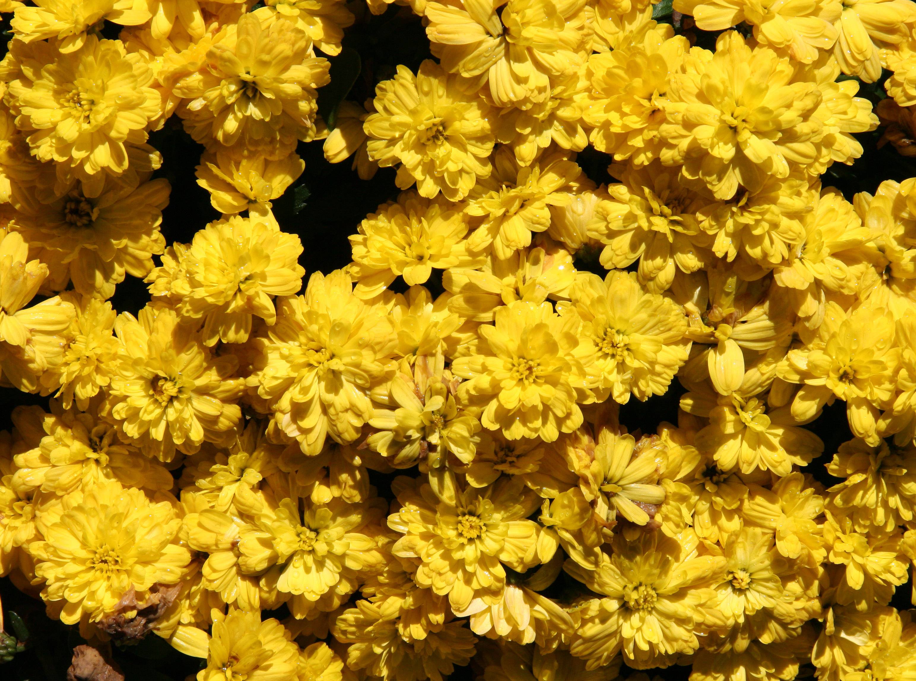 Chrysanthemums