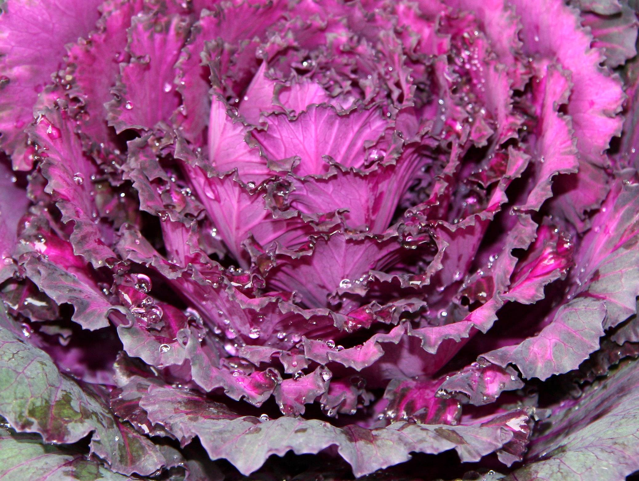 Ornamental Cabbage
