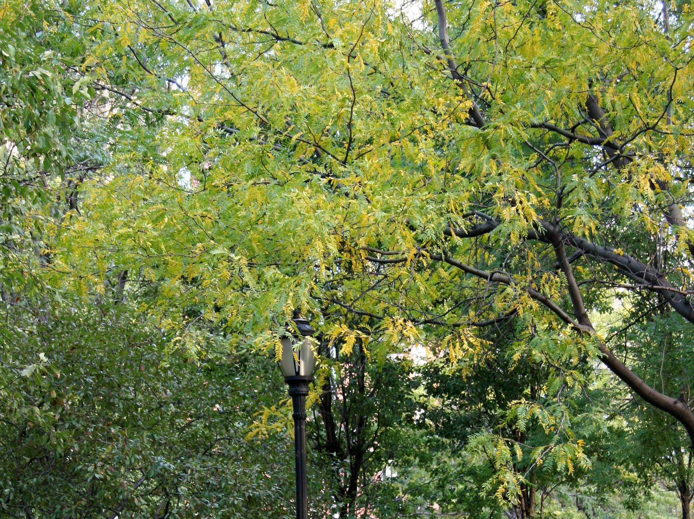 LaGuardia Place Garden