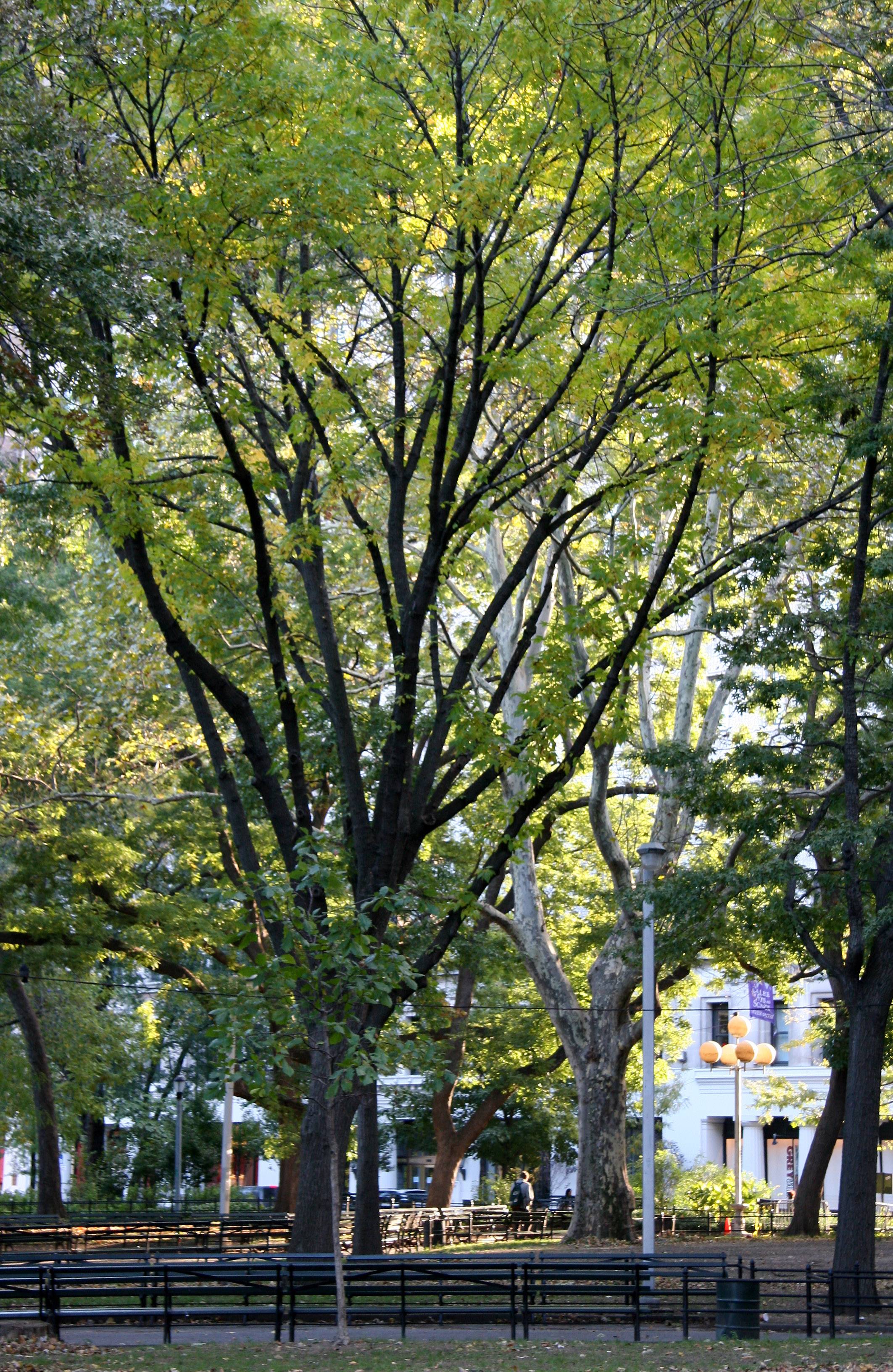 Washington Square East View