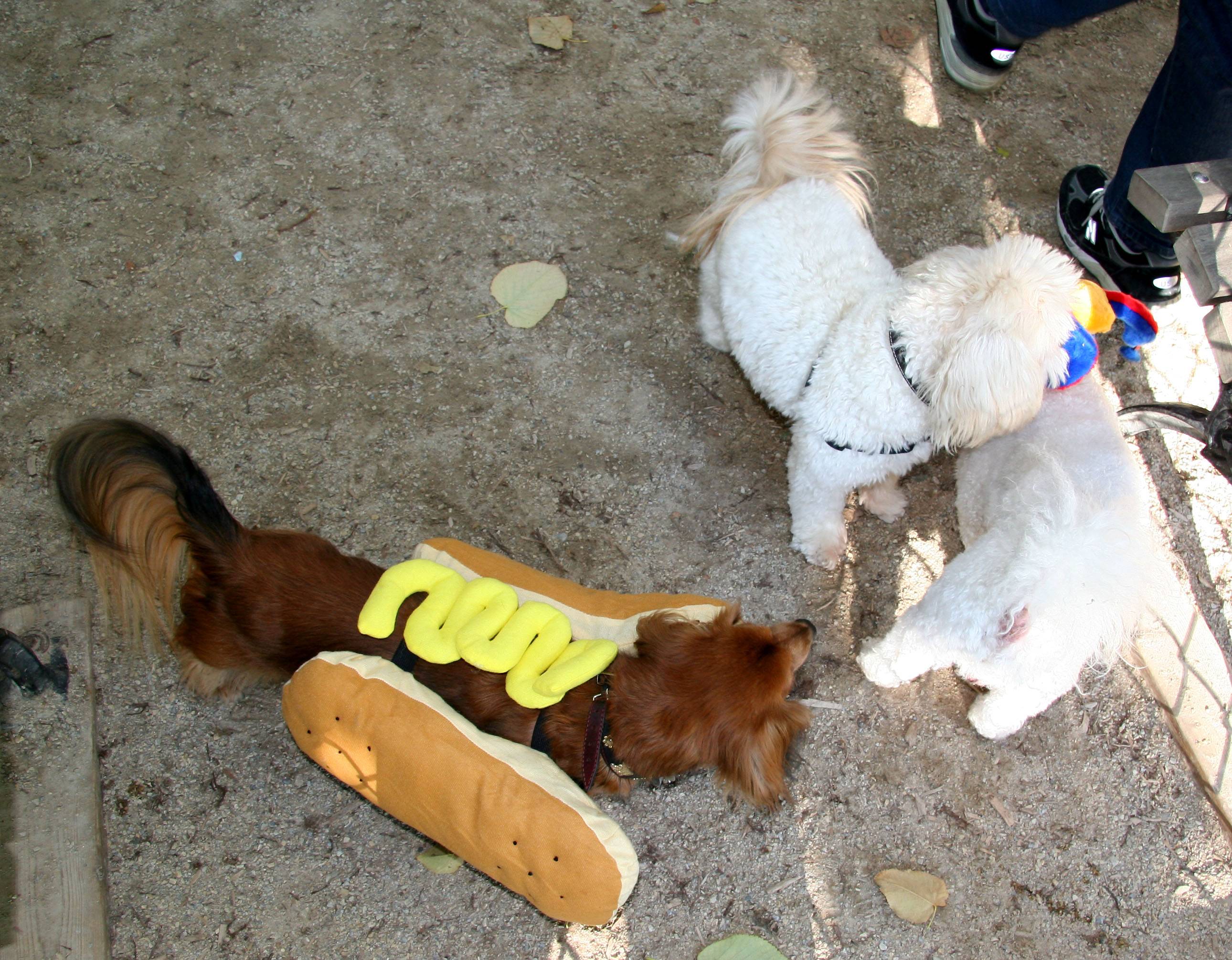 Halloween Party at the Small Dog Run