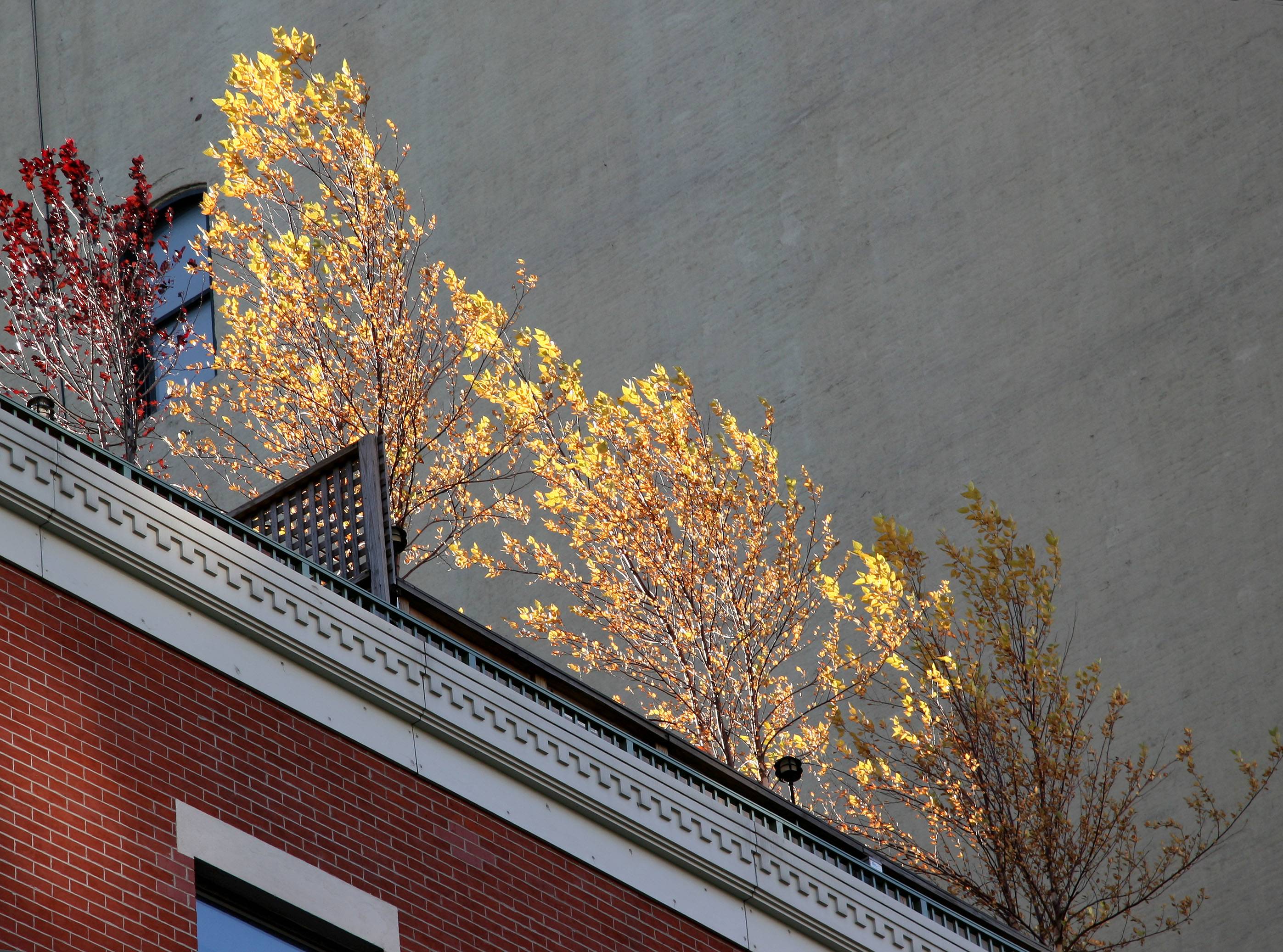 Roof Top Foliage