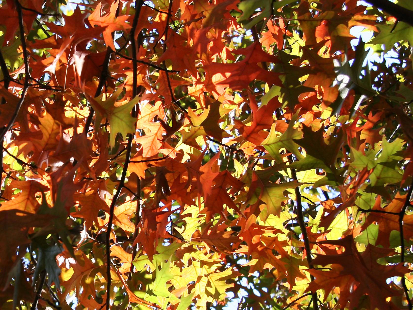 Oak Foliage