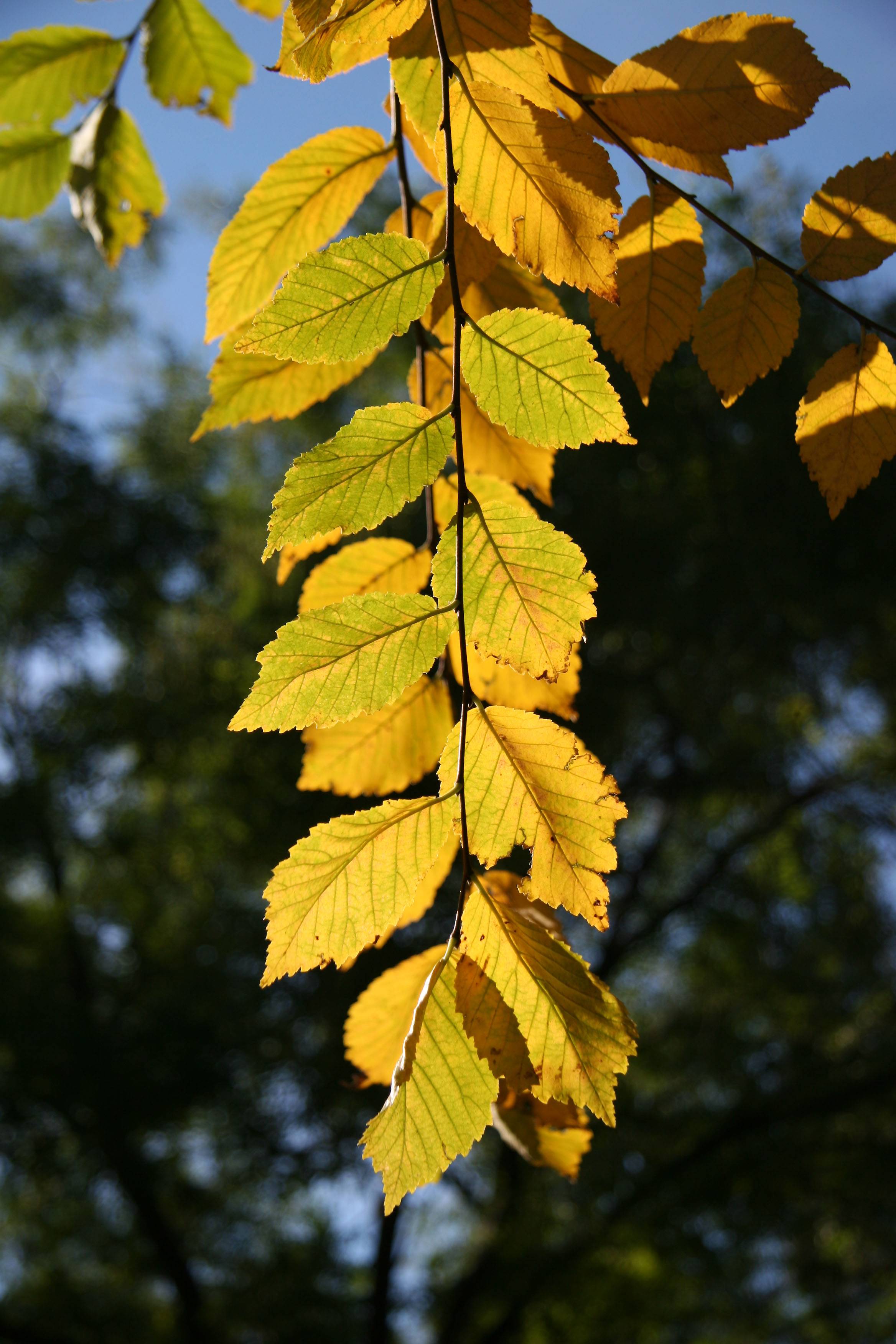 Elm Tree Foliage