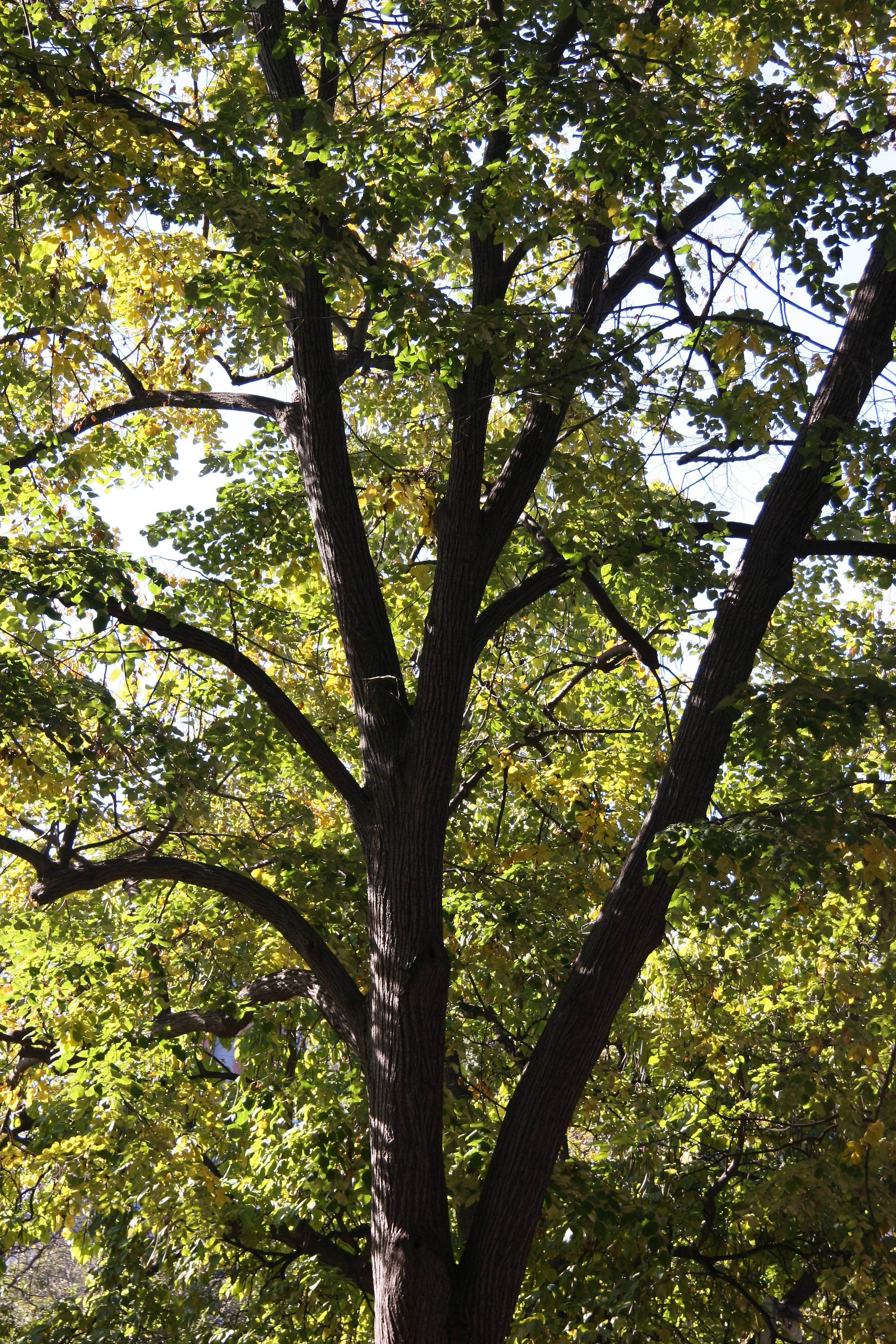 Elm Tree