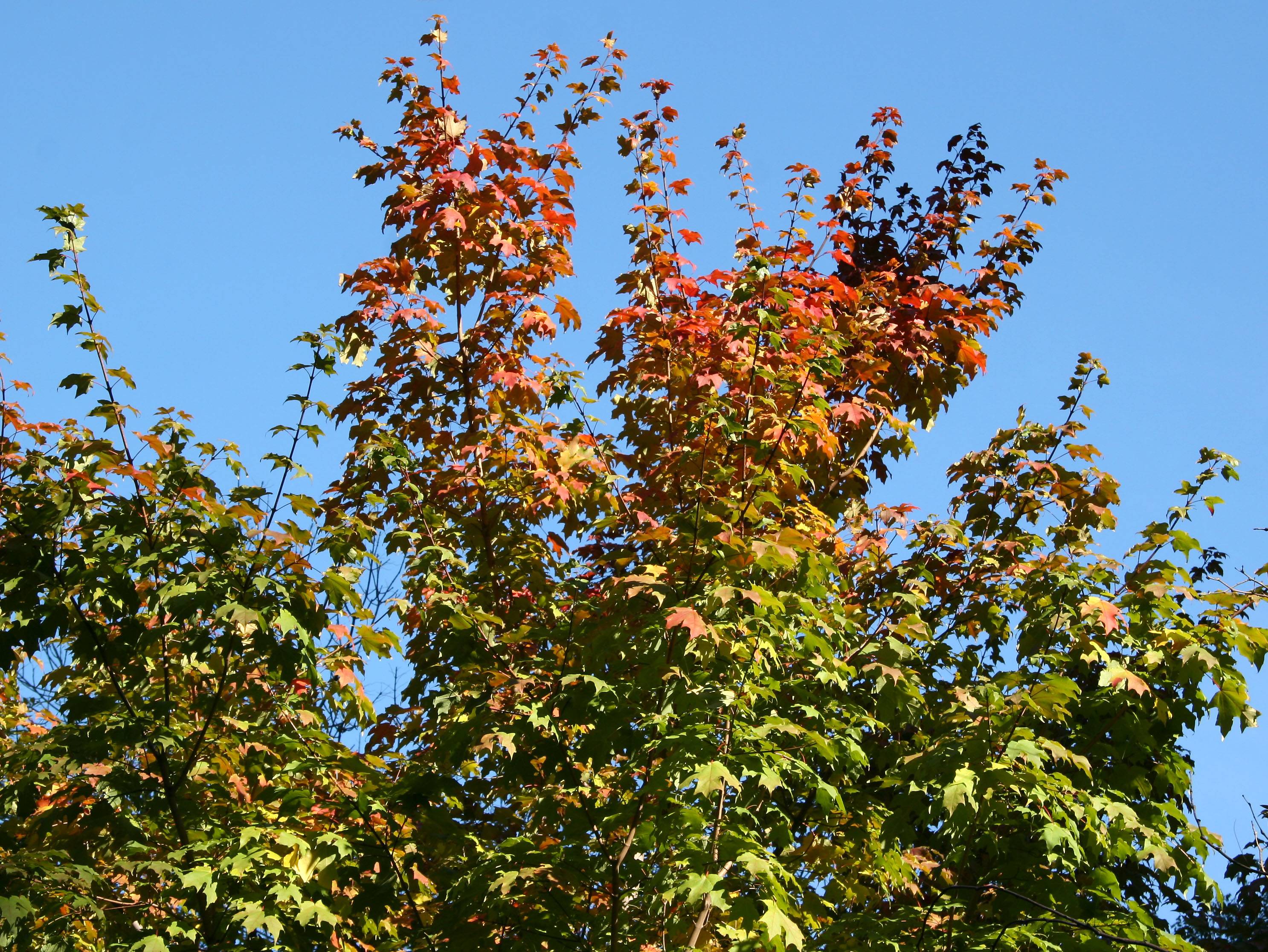 Maple Foliage