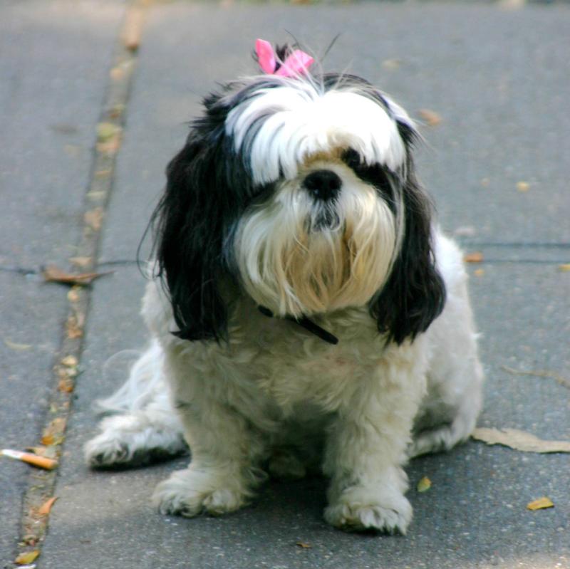 Shih-Tzu Susie