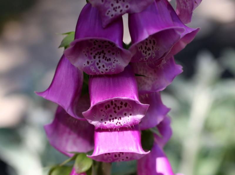 Foxglove
