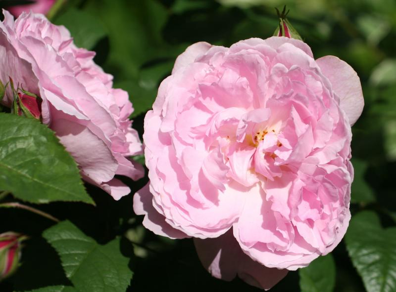 Peonies
