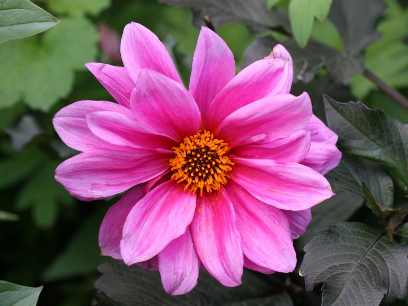 Dahlia