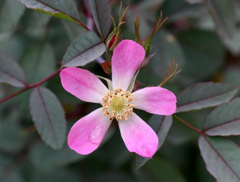 Glauca Rose