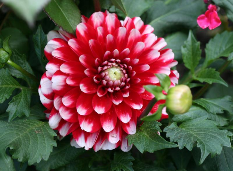 Dahlia