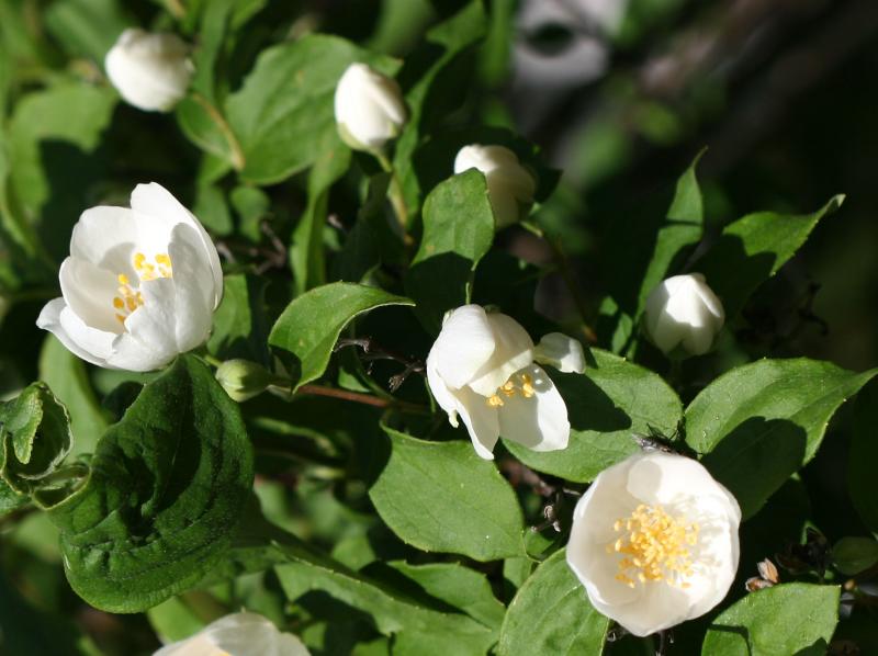 Mock Orange WSVG