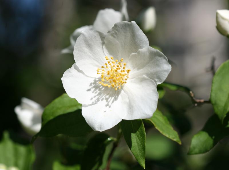 Mock Orange WSVG