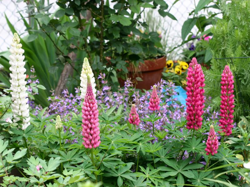 Lupina Garden