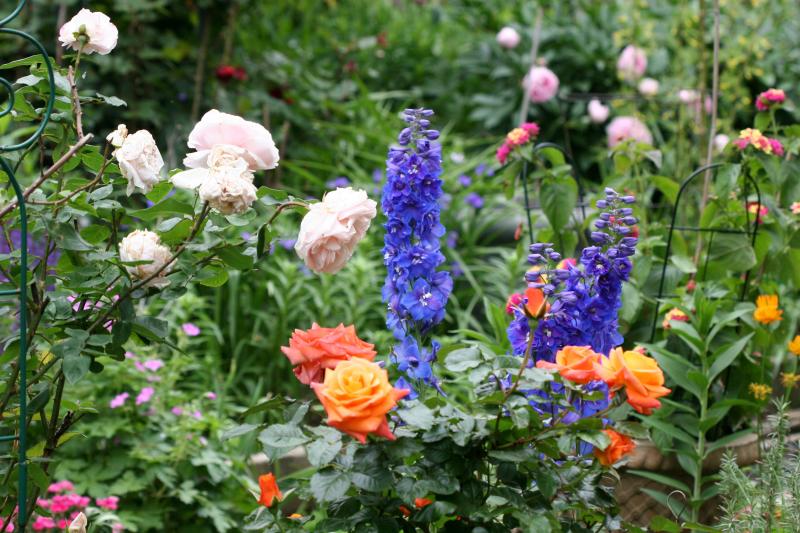 Delphinium & Roses