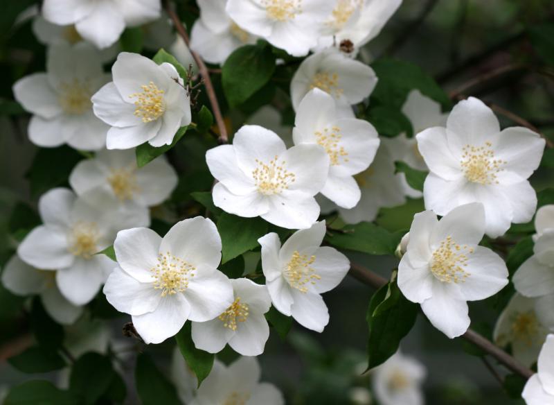 Mock Orange WSVG