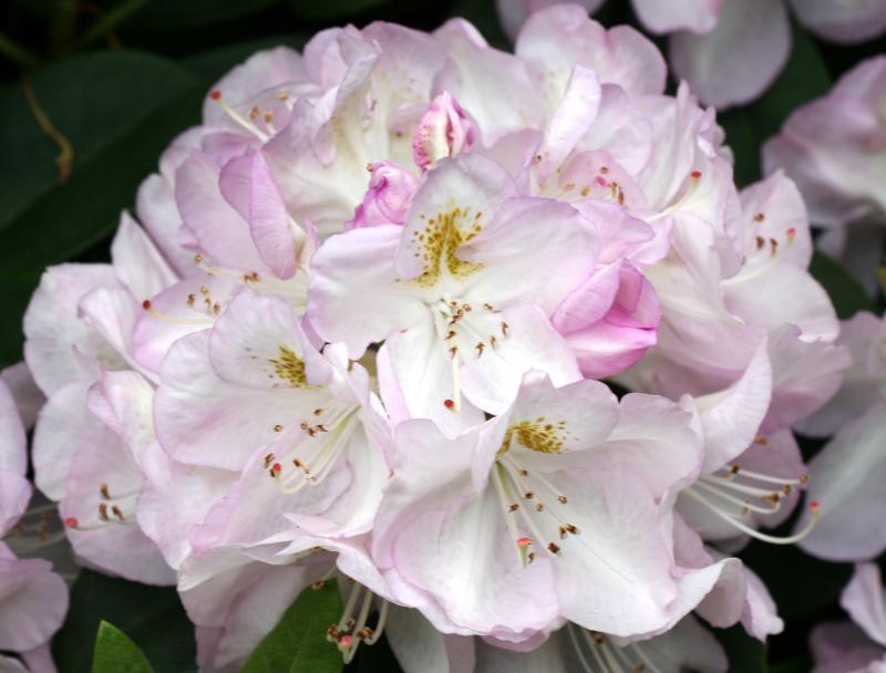 Rhododendron