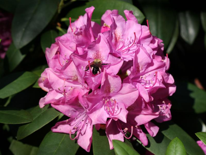 Rhododendron