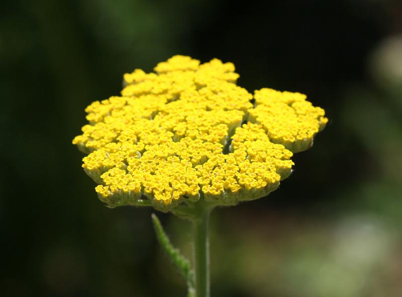 Yarrow