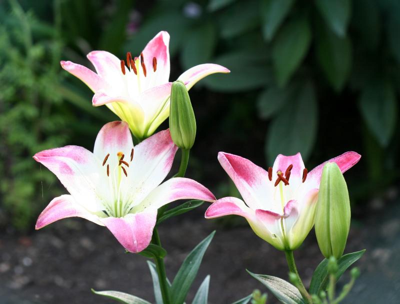 Lilies