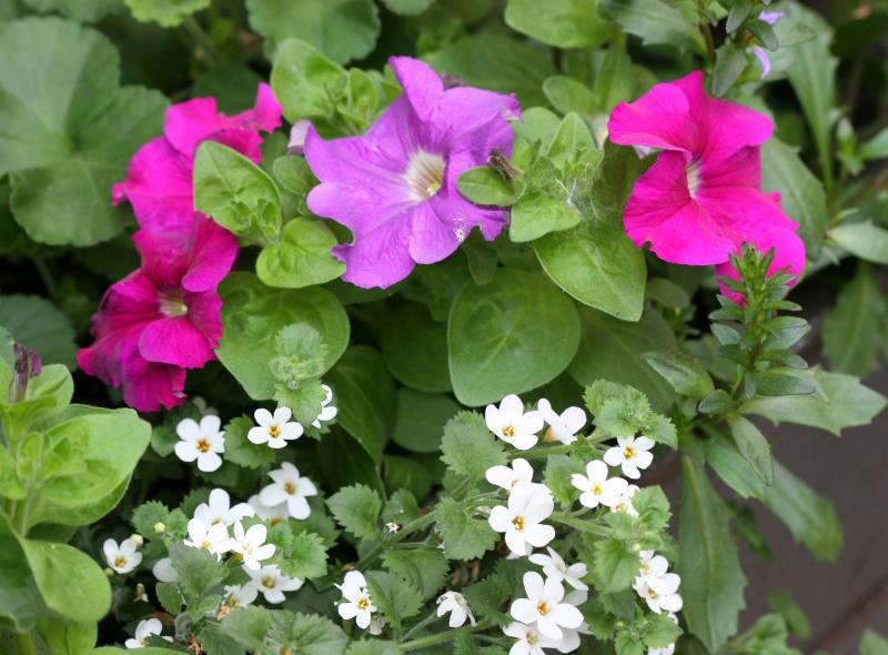 Petunias & Potentilla