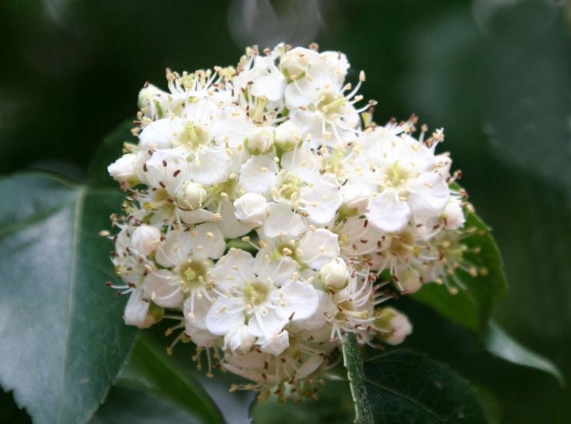 Hawthorne Tree Blossoms