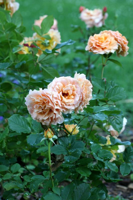 Brandy Roses