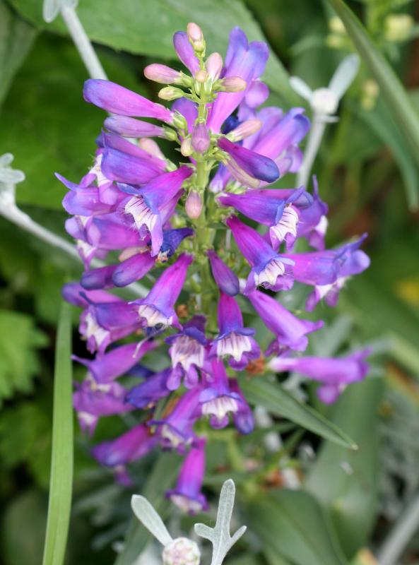 Penstemon