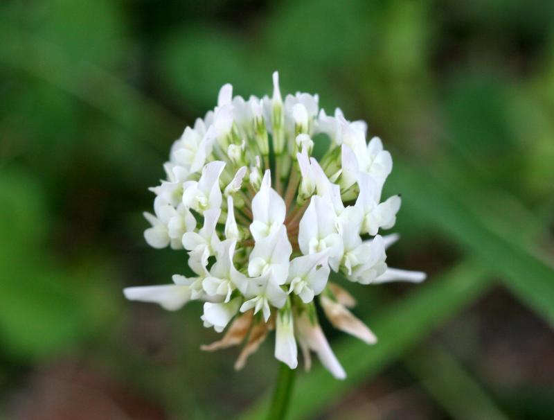 Clover