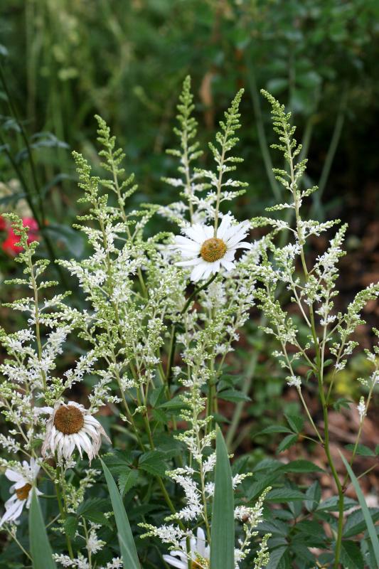 Astilbe & Daisies