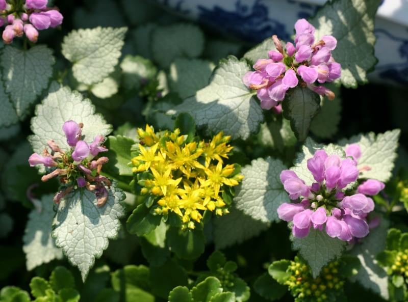 Sedum Bordered with Lamium