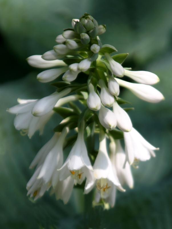 Hosta