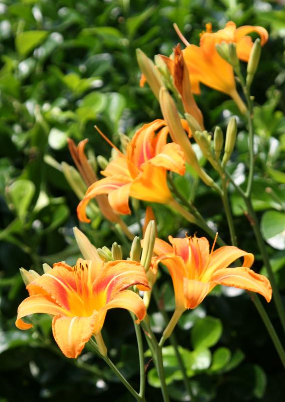 Day Lilies