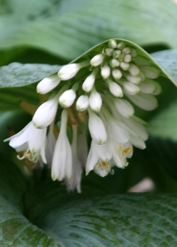 Hosta