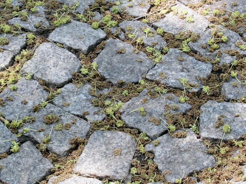 Osage Orange Blossoms on Cobble Stones