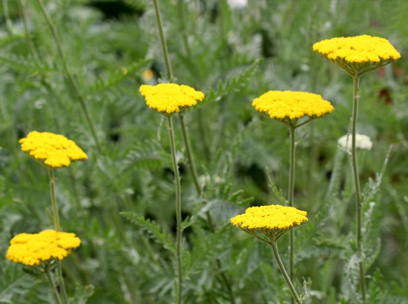 Yarrow