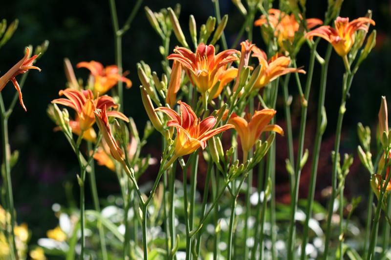 Day Lilies