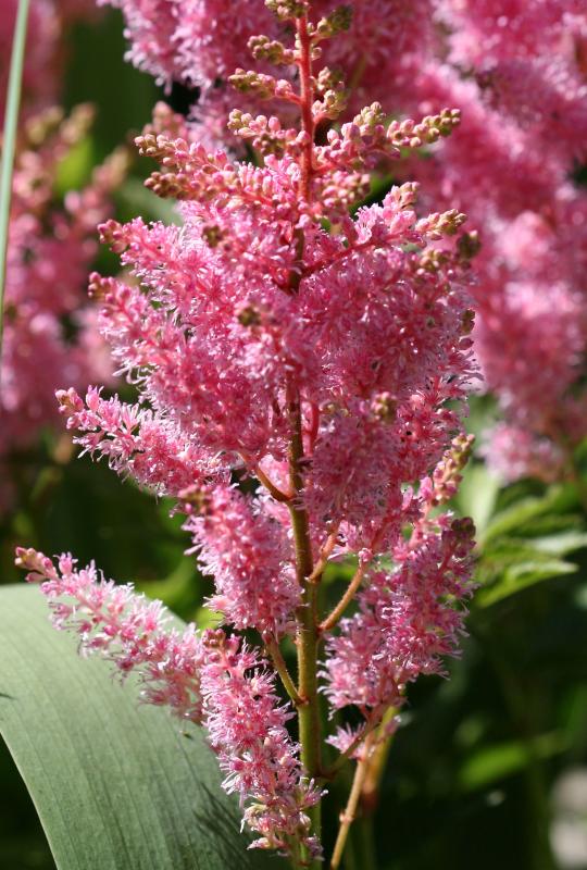 Astilbe