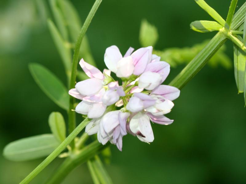 Coronilla varia - Crown Vetch