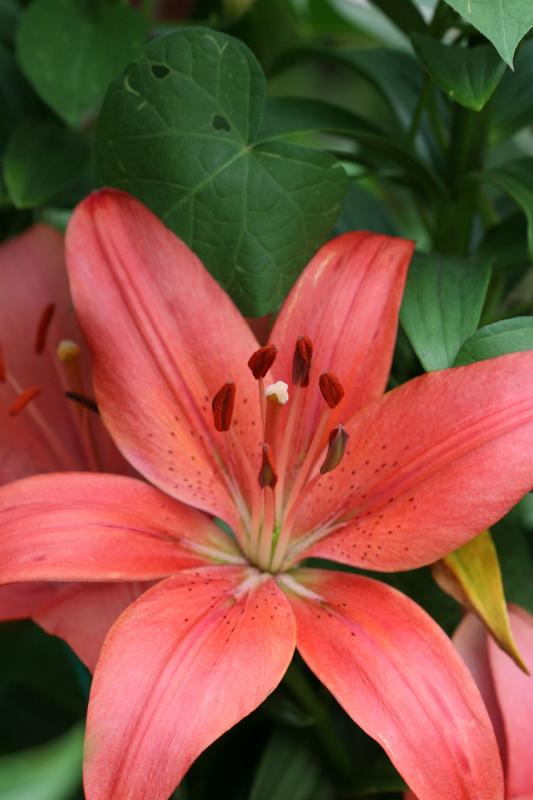 Lily