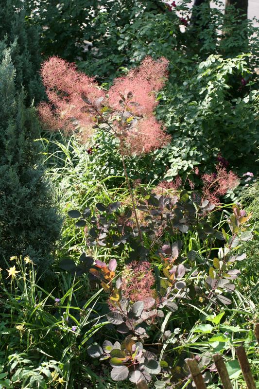 Smoke Tree - Cotinus coggygria