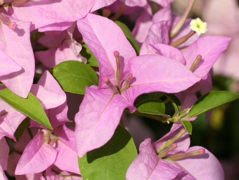 Bougainvillea