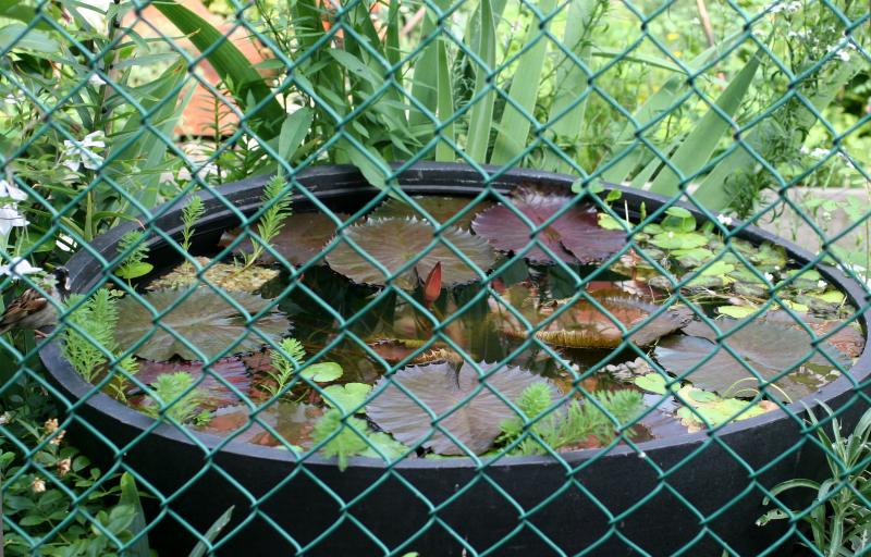 Water Lily Tub