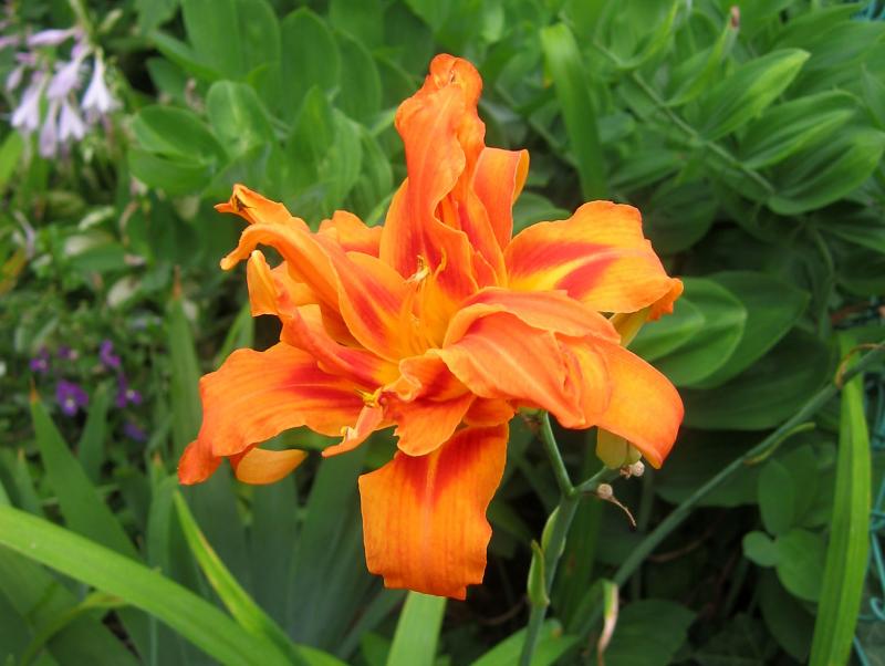 Foliated Day Lily