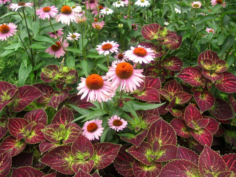 Echinacea & Coleus Garden