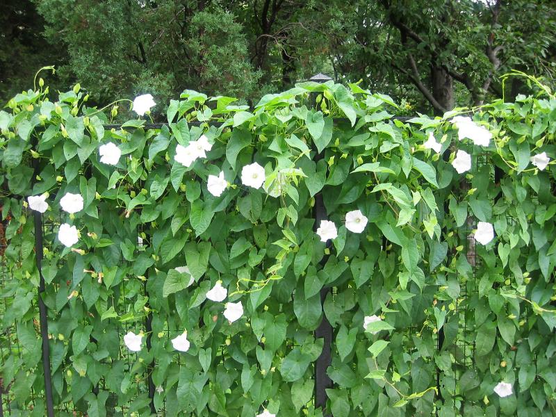 Morning Glory Fence photo - Hubert Steed photos at pbase.com