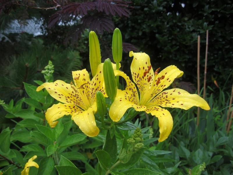  Leopard Lilies