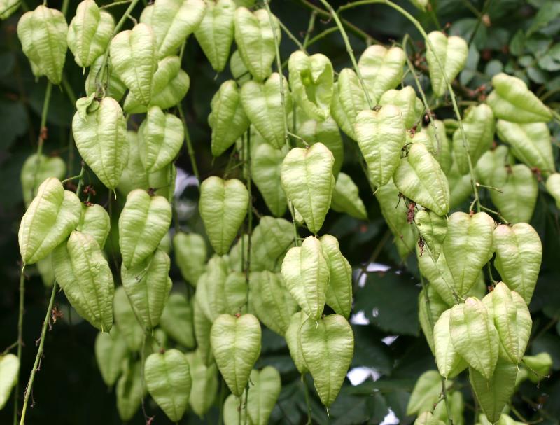 Golden Rain Tree Pods