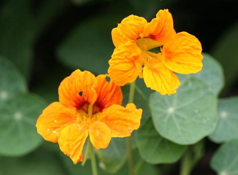 Nasturtium